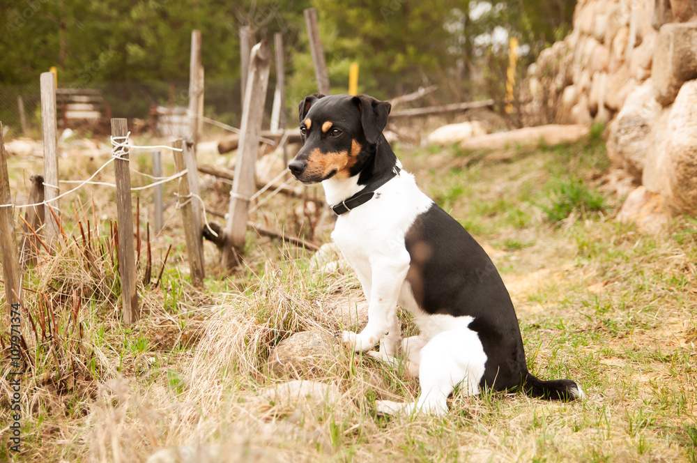 dog thinking and watching about the future dog thinking and watching about the future