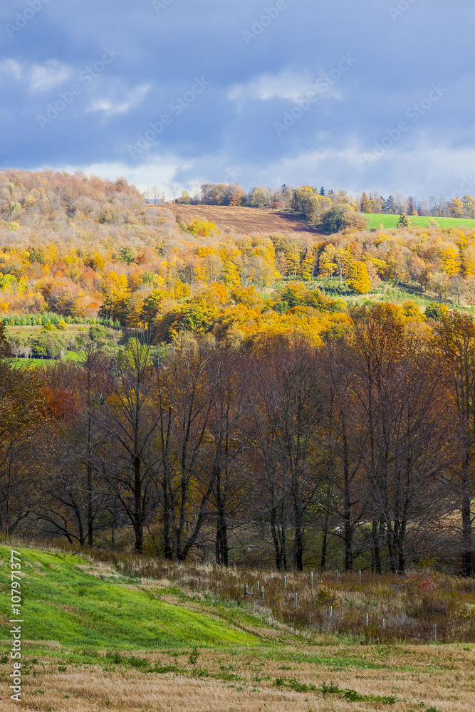 scenic view of rural countryside