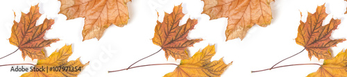 panorama header  pattern  repeat maple leaf autumn
