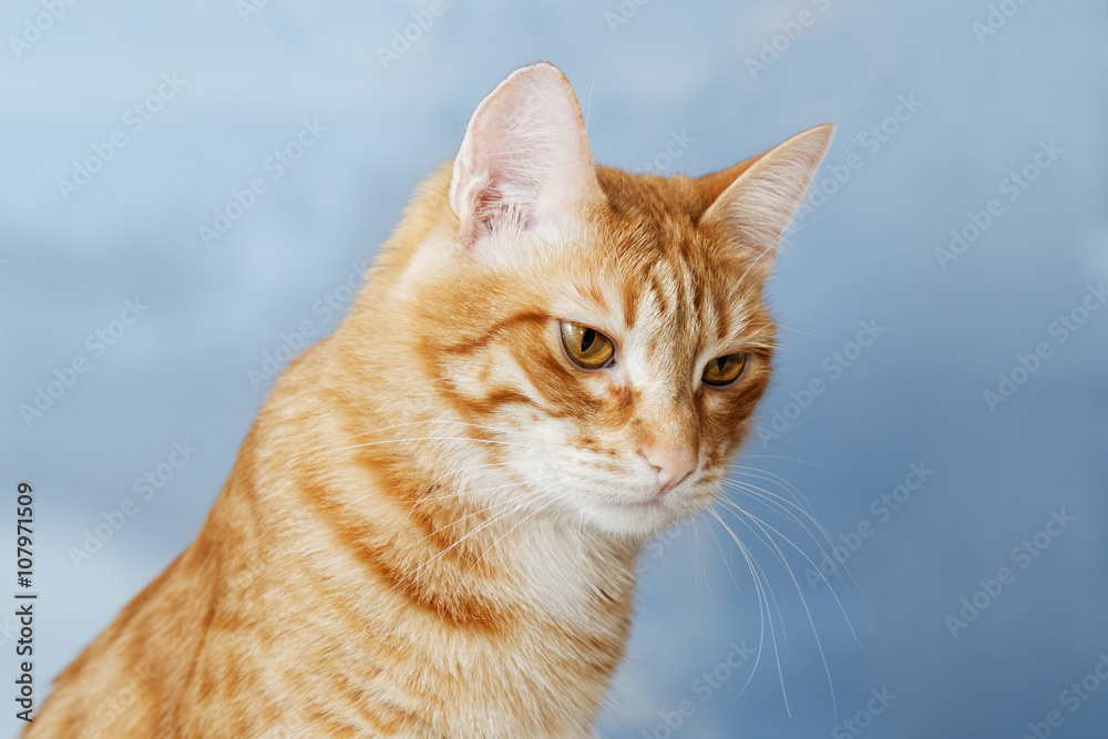 Red cat on a blue sky blurred background