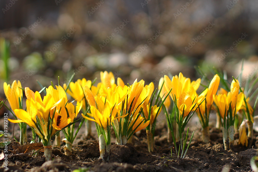 Yellow crocuses in the early spring at the cottage Yellow crocuses in the early spring at the cottage