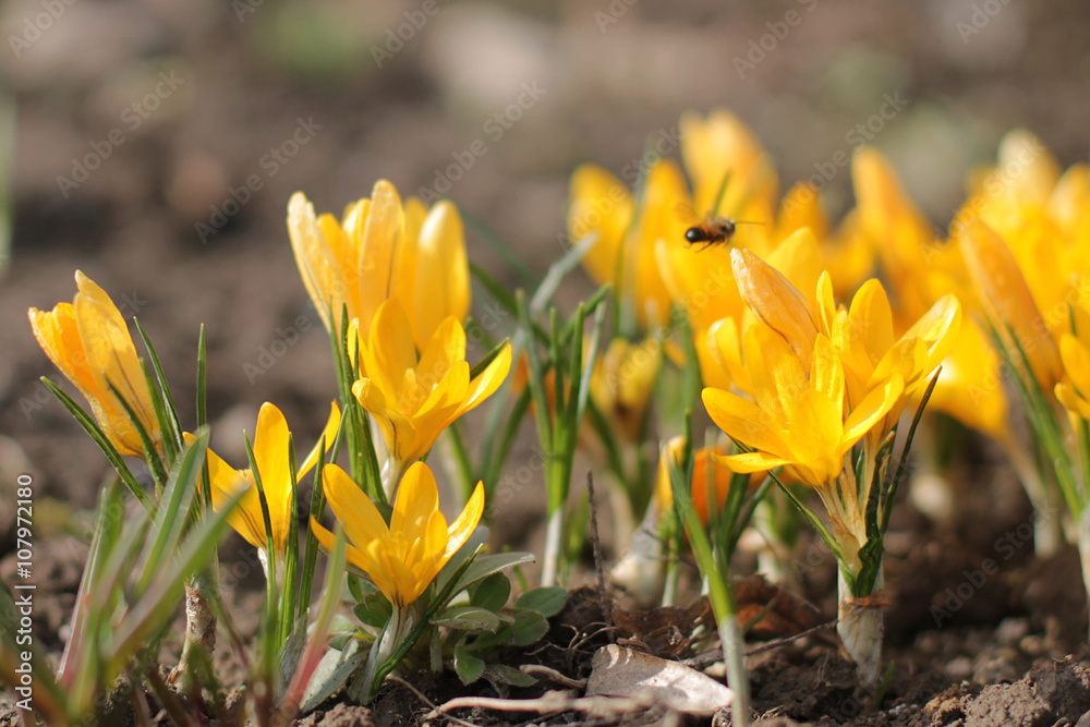 Yellow crocuses in the early spring at the cottage Yellow crocuses in the early spring at the cottage