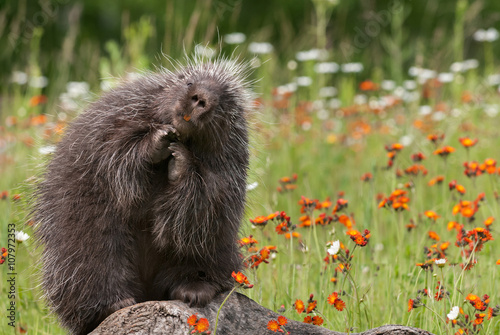 Porcupine (Erethizon dorsatum) Poses Atop Log photo