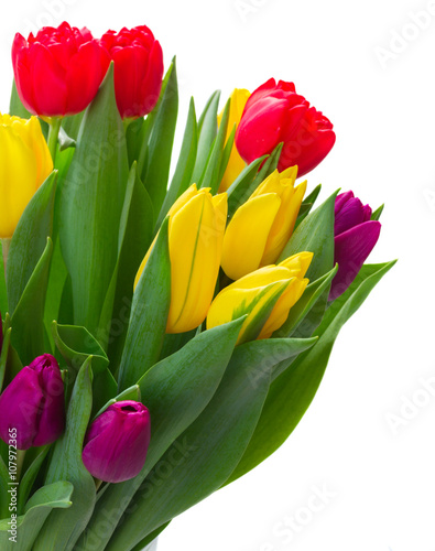 bouquet of yellow, purple and red tulips