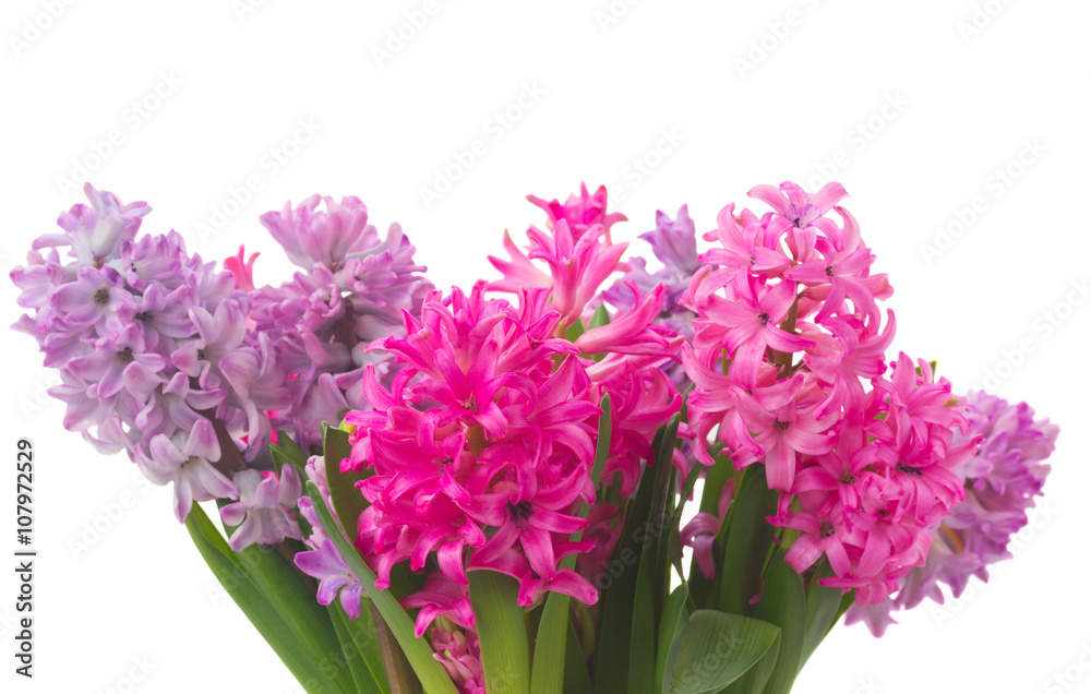 Fototapeta premium Pink and violet hyacinths