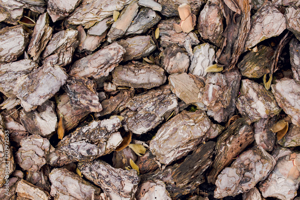 Bark of tree Bark of tree