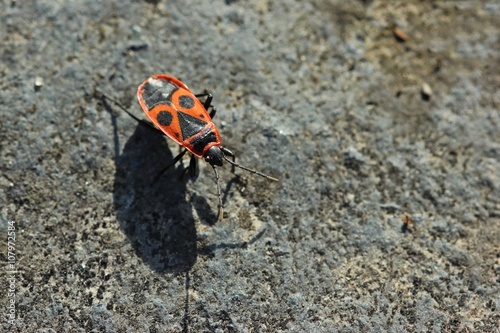 Gemeine Feuerwanze (Pyrrhocoris apterus) auf Stein mit Schatten  photo