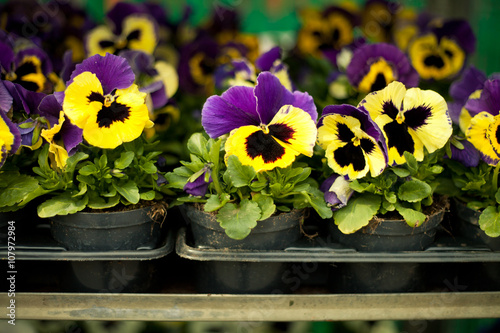 Fényképezés colorful pansies
