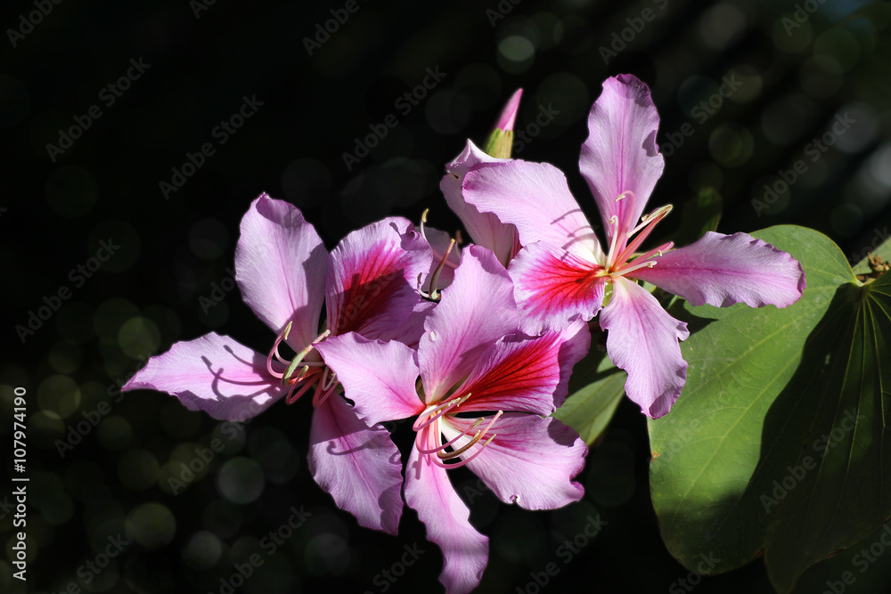 flowering orchid tree