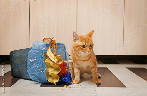 Fototapeta Naklejka Na Ścianę i Meble -  Red cat near full inverted garbage basket on kitchen floor