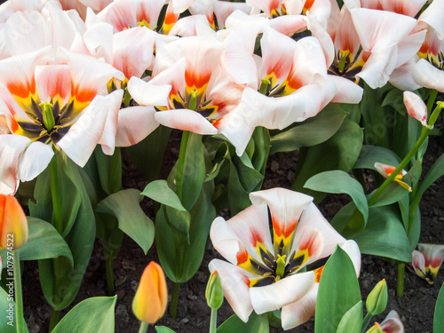 Tulips in Keukenhof Park, Lisse, Netherlands