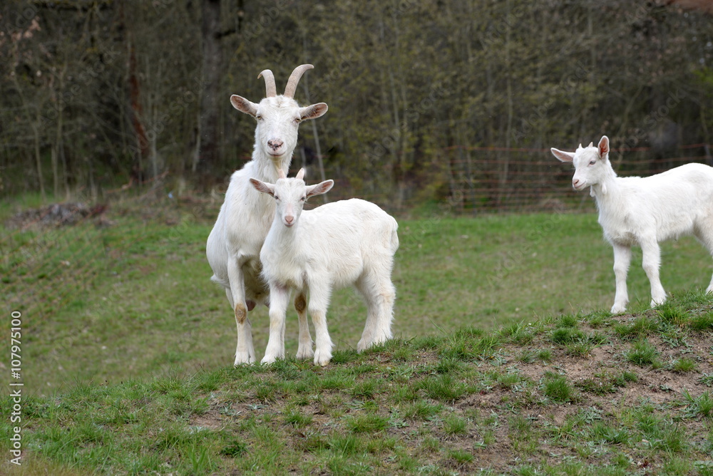 Ziegenmutter mit 2 Jungtieren auf der Weide Ziegenmutter mit 2 Jungtieren auf der Weide