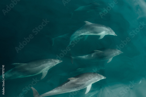 Pod of Fast Dolphins in the Wildlife Sea