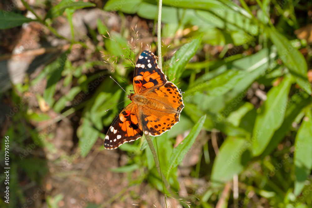The small tortoiseshell (Aglais urticae) butterfly collect pollen on flower. Natural background with colorful insect. The small tortoiseshell (Aglais urticae) butterfly collect pollen on flower. Natural background with colorful insect.