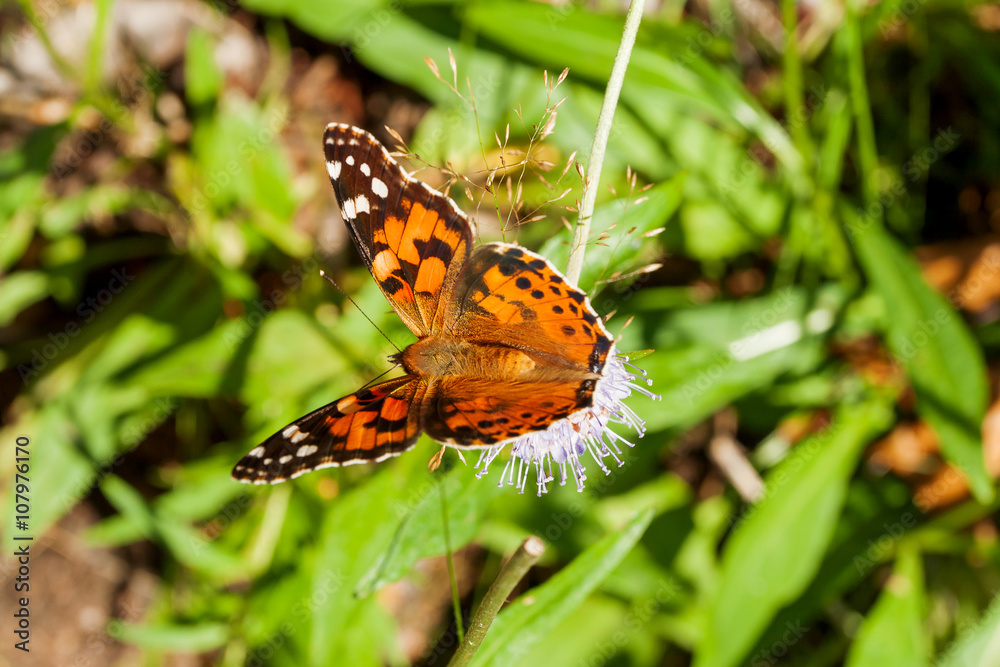 The small tortoiseshell (Aglais urticae) butterfly collect pollen on flower. Natural background with colorful insect. The small tortoiseshell (Aglais urticae) butterfly collect pollen on flower. Natural background with colorful insect.