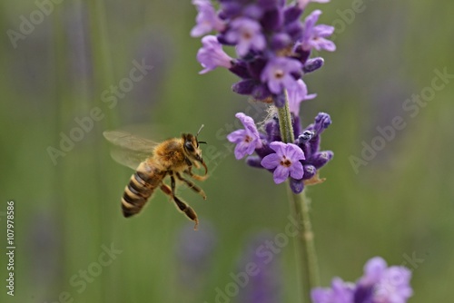 abeille sur  fleur © muro