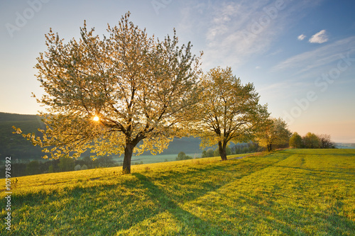 Rural landscape with bloooming cherry trees in Poltar region in central Slovakia.