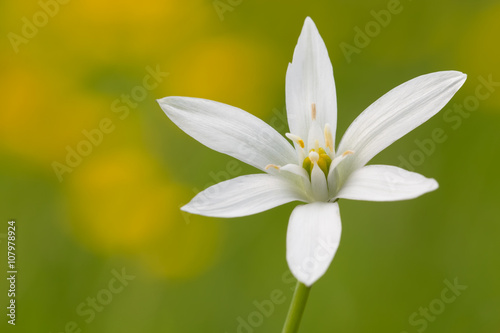 Ornithogalum flower