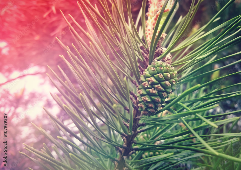 Pine cone in a pine tree