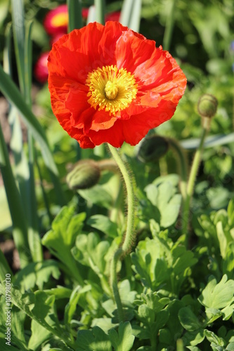 Mohnblume in einem Frühlingsbeet