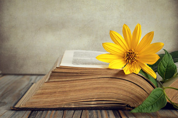 Yellow flower and open old book on grunge background