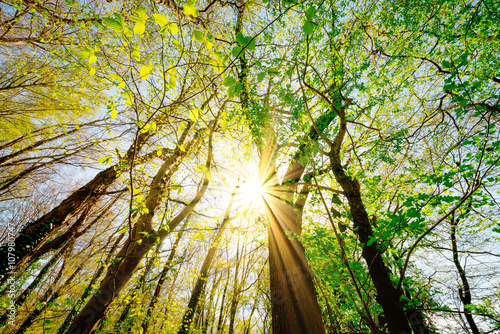 Frühling im Wald – Sonnenstrahlen scheinen durch Baumkronen