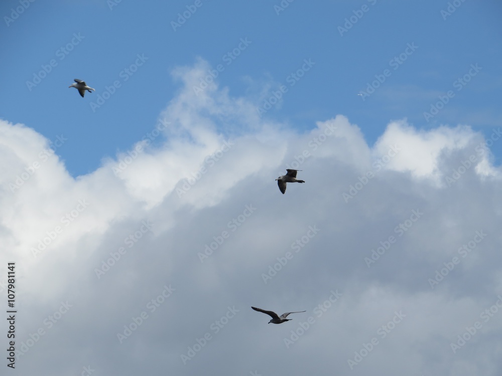 Birds Flying Through The Cloudy Sky Birds Flying Through The Cloudy Sky