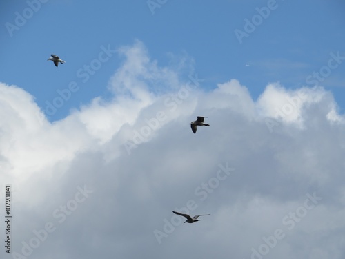 Birds Flying Through The Cloudy Sky