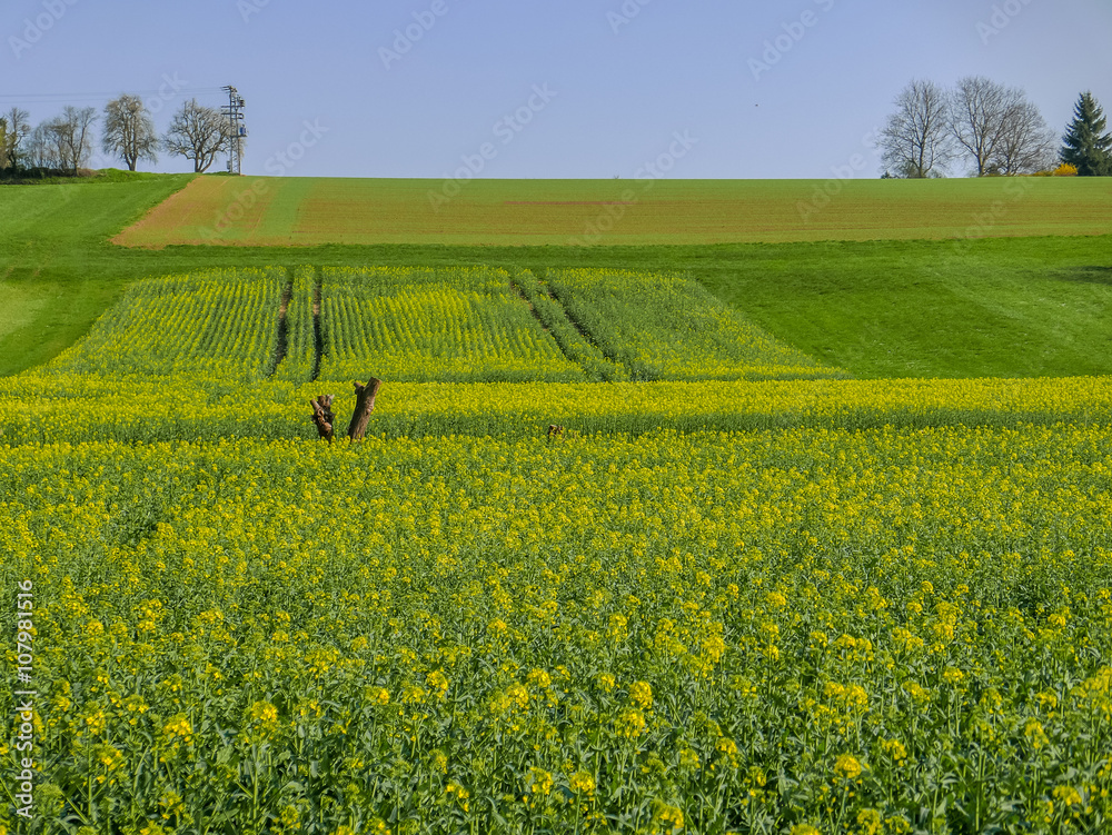 Rapsfeld im Frühjahr Rapsfeld im Frühjahr