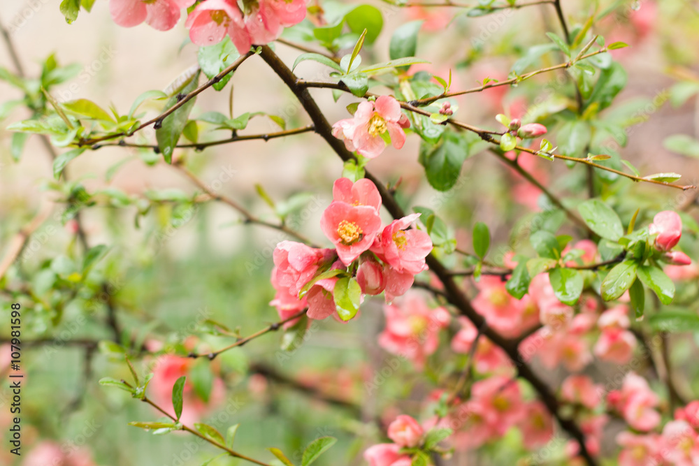 Fototapeta premium bright flowering wild rose