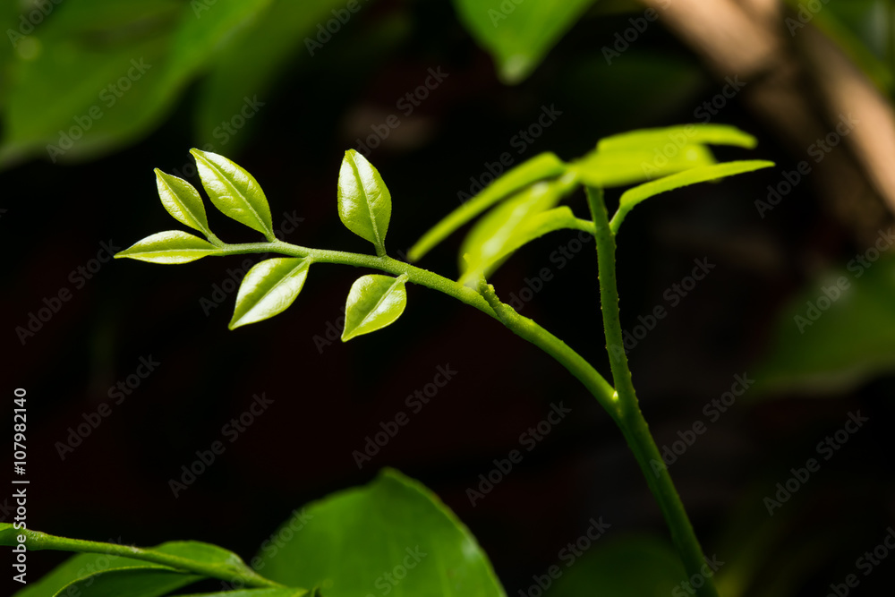 Flower Flower