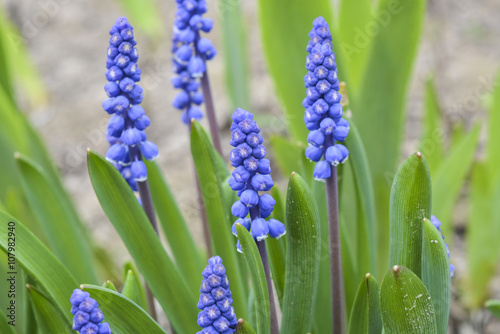 Красивые и нежные весенние голубые цветы