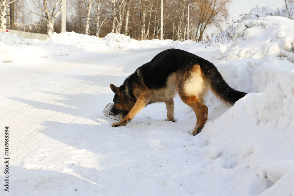 German shepherd dog on snow in winter day German shepherd dog on snow in winter day