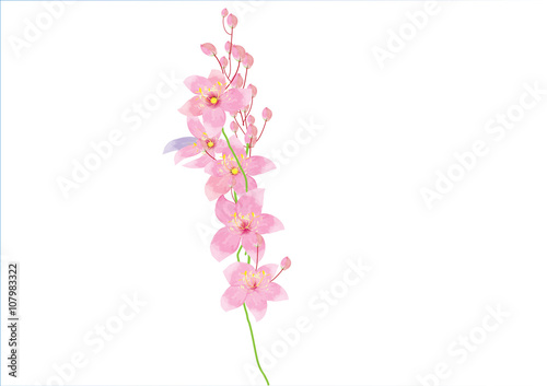 branch of pink flowers on white background