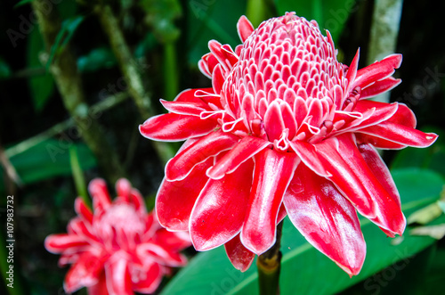 torch ginger red beautiful tropic flower photo