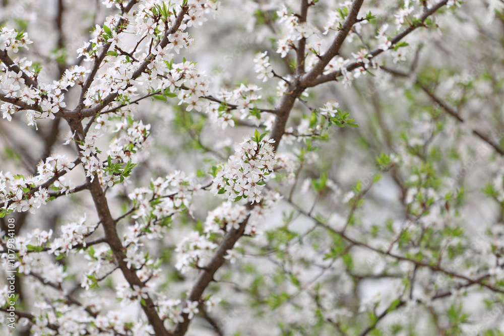 White as snow fruit tree covered with beautiful white blossoms in early spring. White as snow fruit tree covered with beautiful white blossoms in early spring.