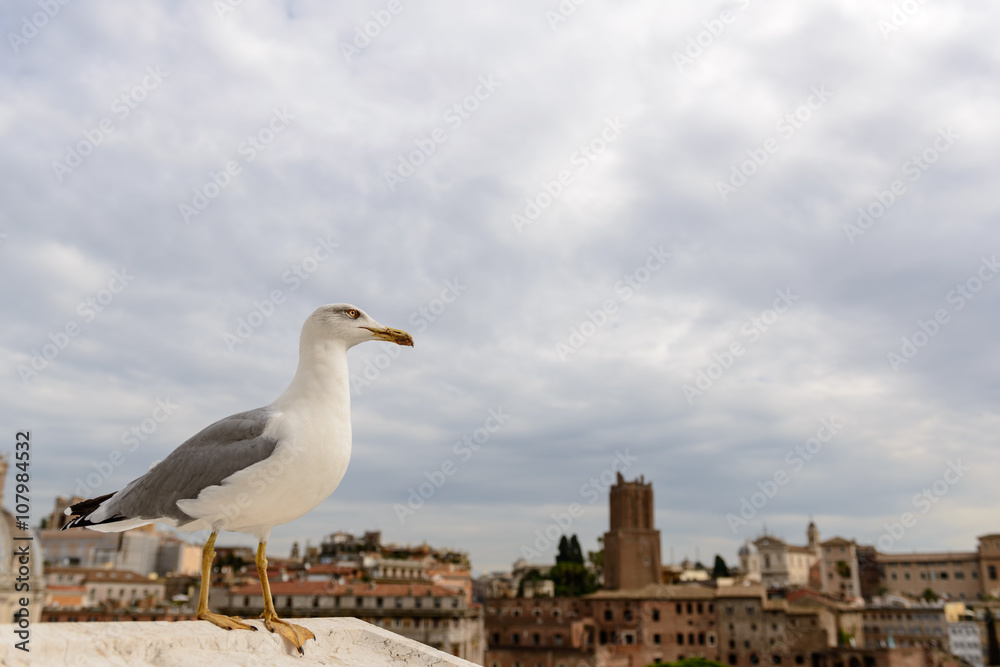 Rome Roofs with Seagull / Seagull in the foreground, in the background the roofs of the city of Rome. Rome Roofs with Seagull / Seagull in the foreground, in the background the roofs of the city of Rome.