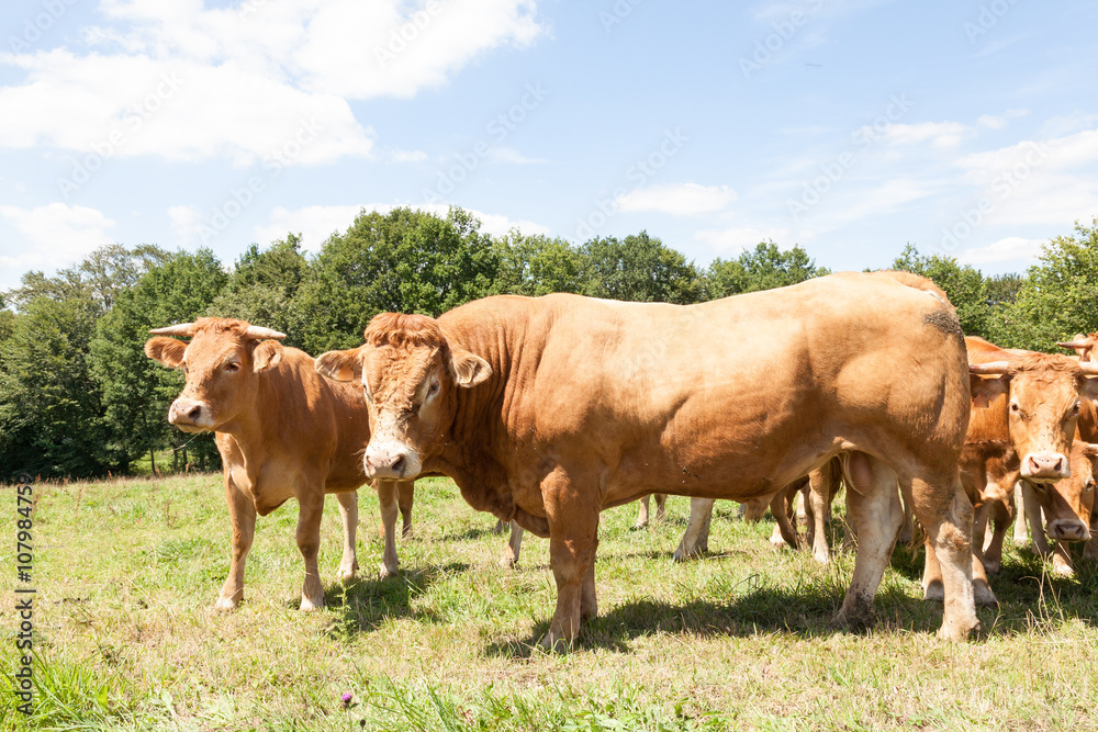 Large Limousin beef bull with a herd of cows, close up side view in a sunny pasture 