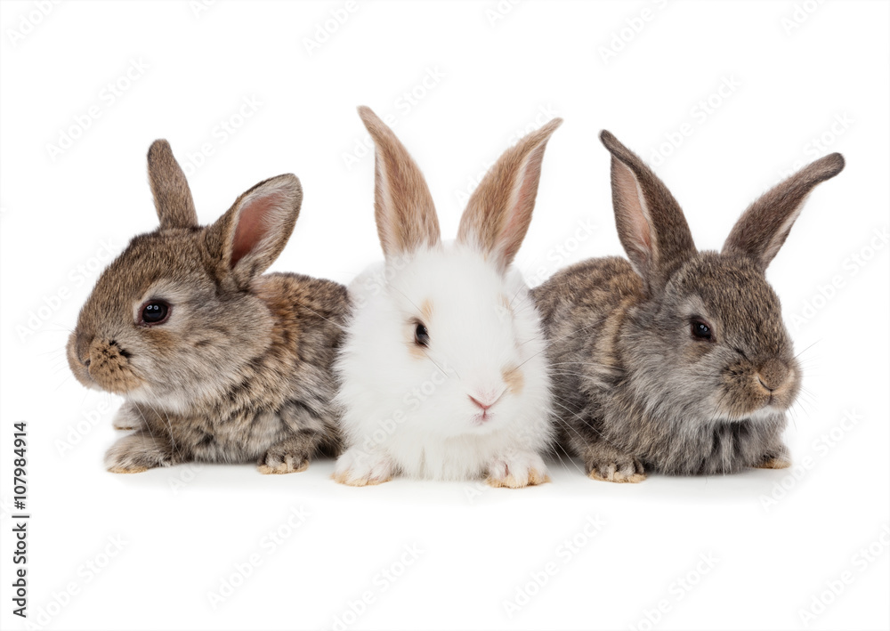Pets. Rabbit isolated on white background