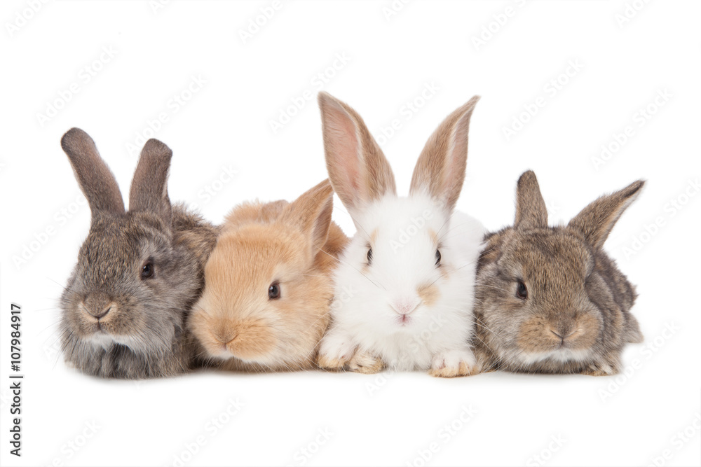 Naklejka premium Pets. Four of the rabbit isolated on white background