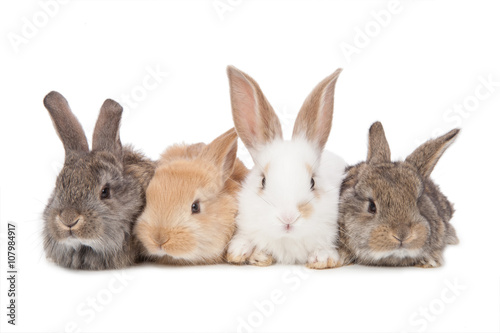 Pets. Four of the rabbit isolated on white background