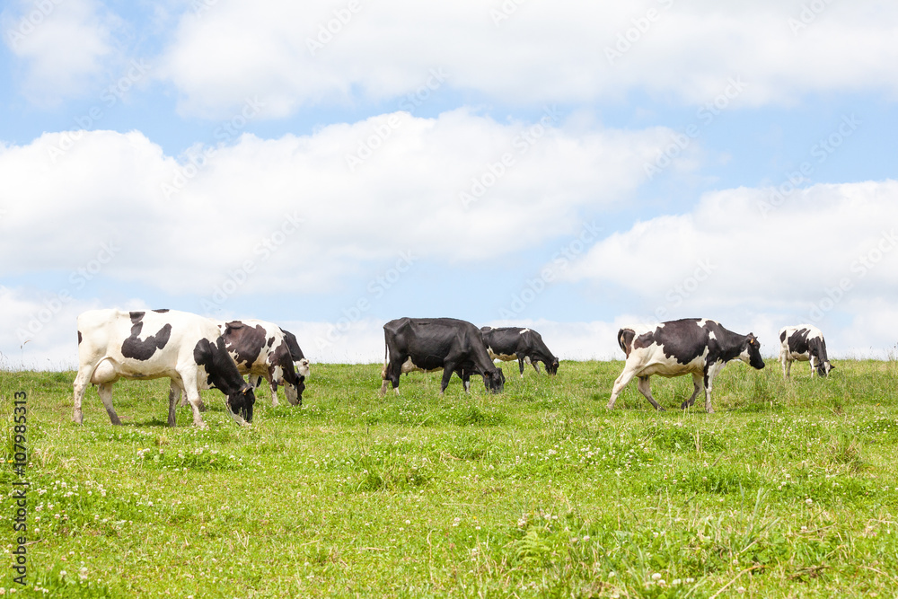 Herd of black and white Holstein dairy cows with full udders  in a lush green pasture on the skyline