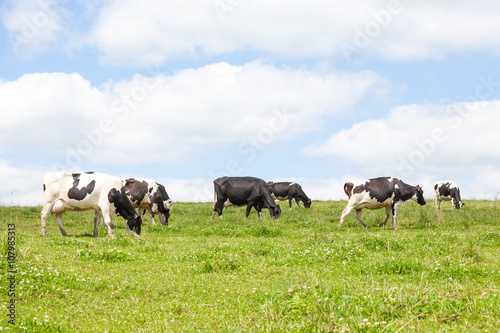 Herd of black and white Holstein dairy cows with full udders  in a lush green pasture on the skyline