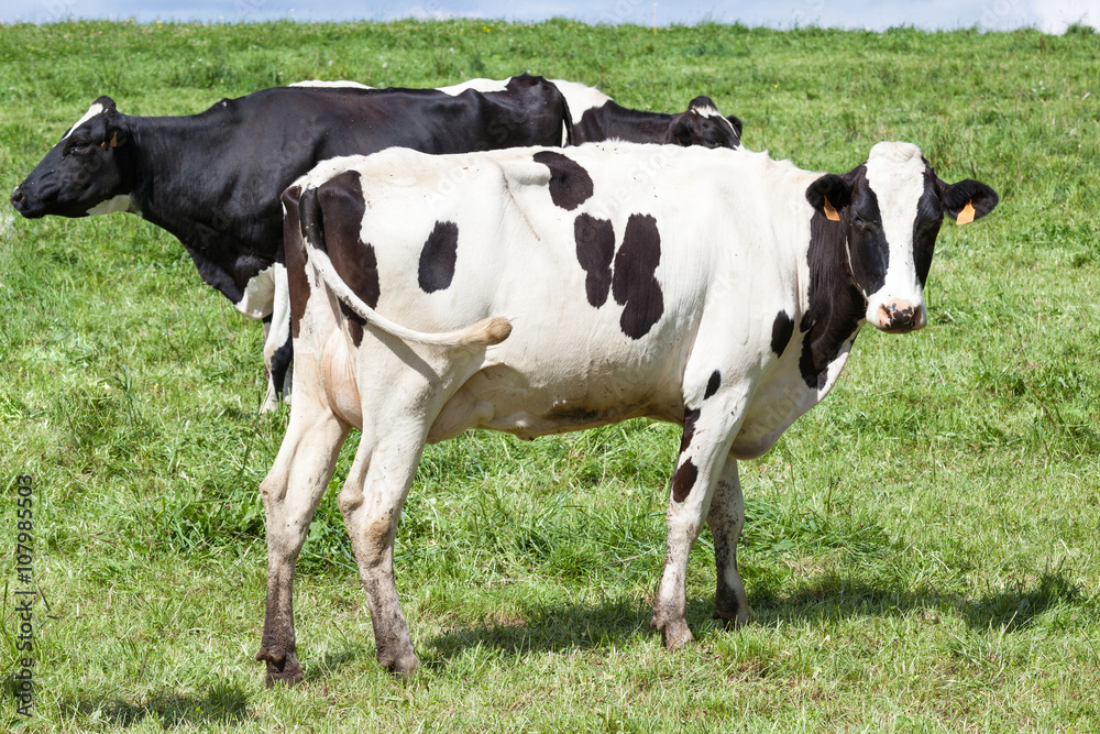 Holstein black and white dairy cow  with full udder standing in profile looking at the camera in a green pasture with two more cows behind