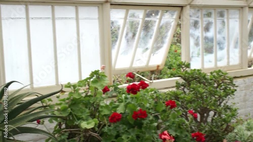 Panning footage inside a greenhouse