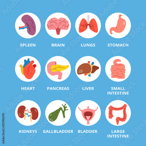 Internal human organs set. Flat design round icons set