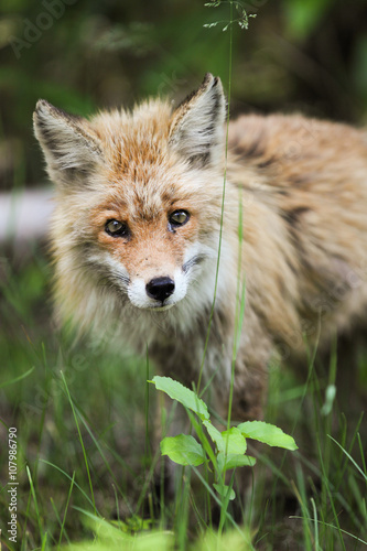 北海道の狐 © makieni