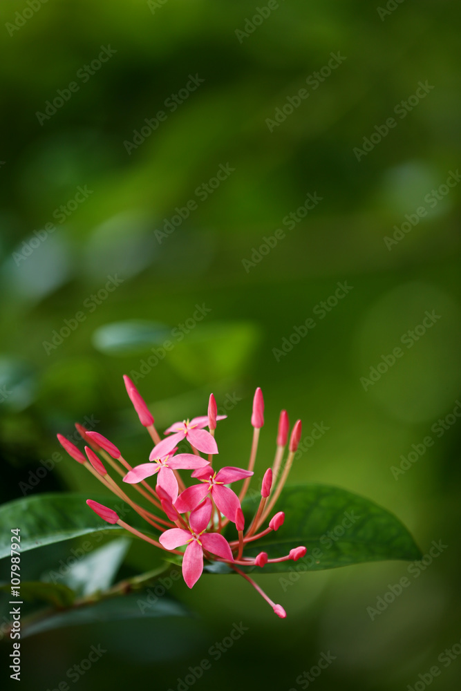 Pink tropical flower ixora.