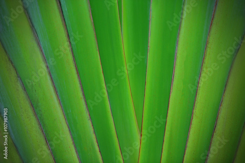 Palm tree trunk. Close up.