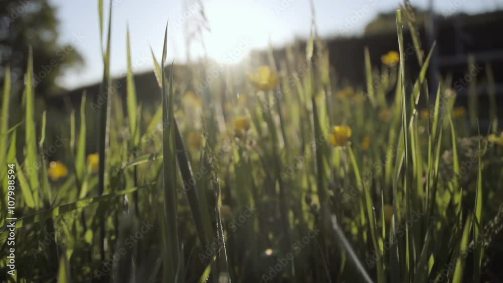 Buttercups In The Golden Hour Before Sunset In The British Countryside